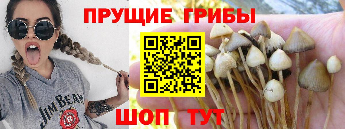 Галлюциногенные грибы GOLDEN TEACHER  Вход с VPN  Алатырь 