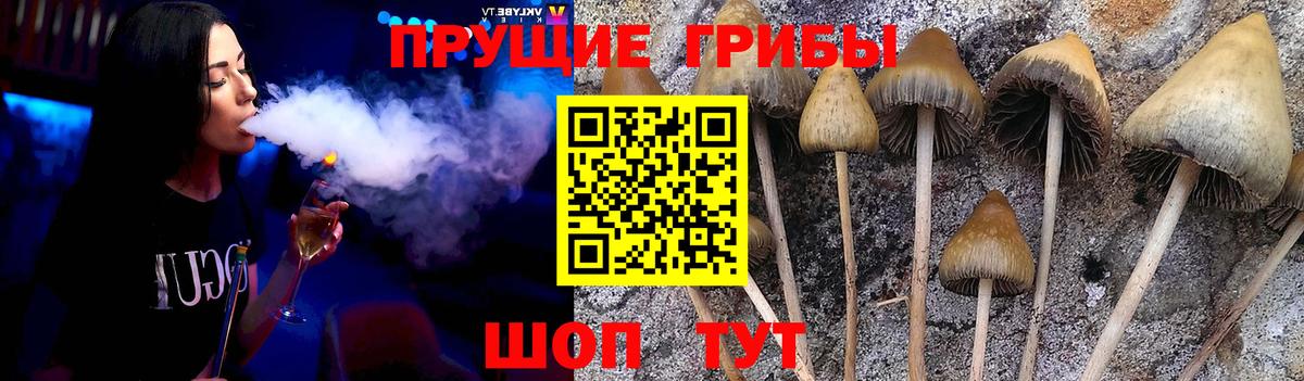 Псилоцибиновые грибы мицелий Алатырь